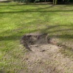 Frezen & uitgraven van wortels, boomverzorging Buyens