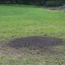 Frezen & uitgraven van wortels, boomverzorging Buyens Frezen & uitgraven van wortels, boomverzorging Buyens